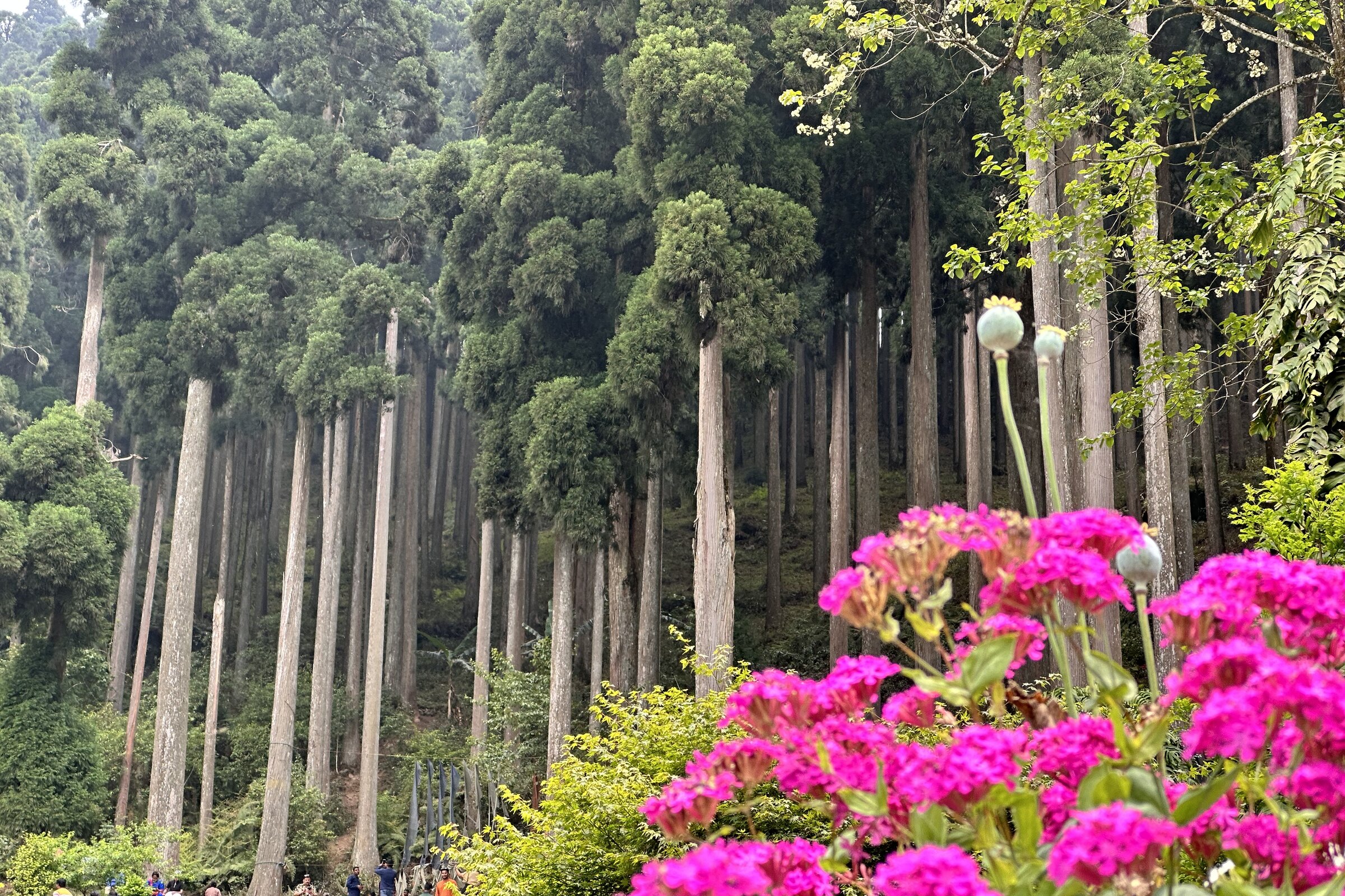 Pine forest in the Darjeeling hills, representative of Lepchajagat