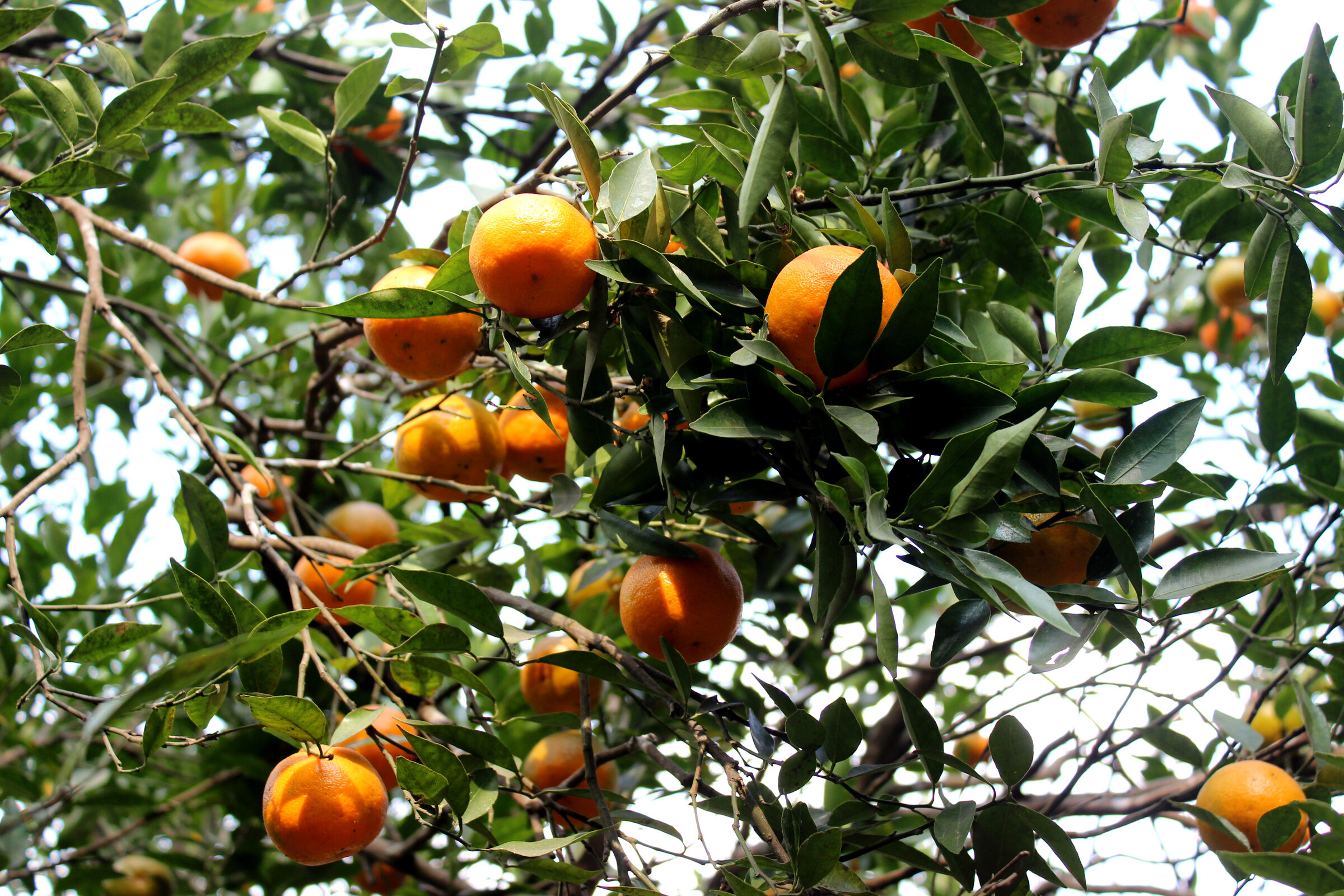 Ripe oranges growing in a Sittong orchard