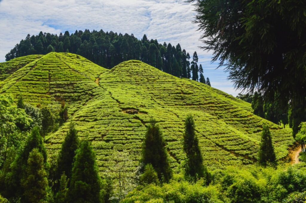 Siliguri to Mirik Distance