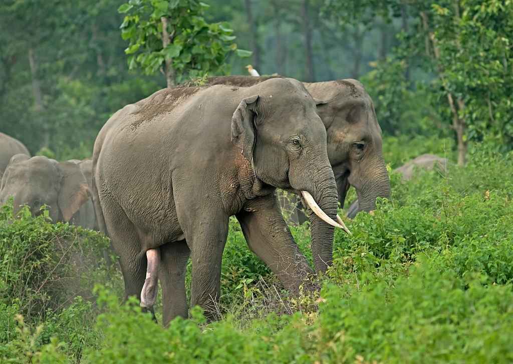 Mahananda Wildlife Sanctuary - Destination North Bengal