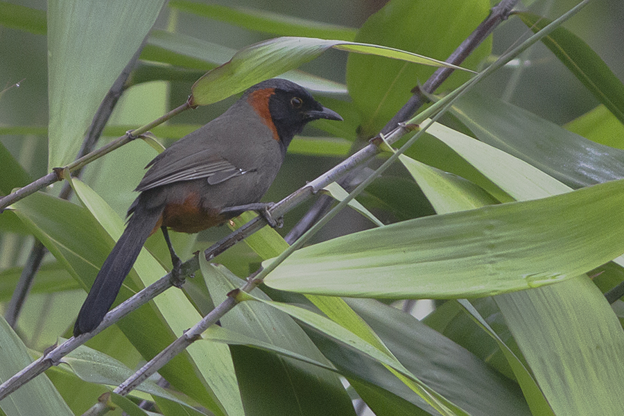 Rufous-necked_Laughingthrush_Mahananda_Wildlife_Sanctuary_West_Bengal_India